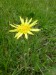 Asteraceae - hadí mord nízký, (Scorzonera humilis), Vlastějov, V.