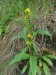 Asteraceae - zlatobýl obecný (Solidago virgaurea), údolí Teplé VII.