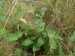 Lamiaceae - šalvěj přeslenitá (Salvia verticillata), Srbsko, VI.