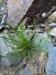 Ranunculaceae - myší ocásek nejmenší (Myosurus minimus), Plzeň, IV.