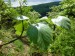 Rosaceae - jeřáb krasový (Sorbus eximia), Srbsko, V.