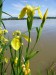 Iridaceae - kosatec žlutý (Iris pseudacorus), Plzeň - Valcha, VI.