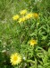 Asteraceae - oman srstnatý (Inula hirta), Srbsko, VI.