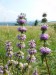 Lamiaceae - sápa hlíznatá (Phlomis tuberosa), Pavlov, VII.