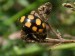 Hmyz (brouci) - slunéčko (Coccinula quatordecimpustulata), Trubín, VII.