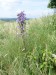 Campanulaceae - zvonek boloňský (Campanula bononiensis), Pouzdřany, VII.