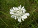 Apiaceae - paprska velkokvětá (Orlaya grandiflora), Pavlov, VII.