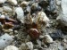 Členovci (pavoukovci) - snovačka pokoutní  (Steatoda bipunctata), Plzeň - Lhota, VI.