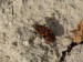 Hmyz (ploštice) - ploštička (Lygaeus saxatilis), Opočinek, V.