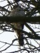 Ptáci - krahujec obecný (Accipiter nisus) samec, Plzeň, IX.