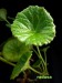 Begonia socotrana