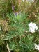 Asteraceae - pelyněk pontický (Artemisia pontica), Pouzdřany, VII.