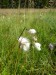 Cyperaceae - suchopýr úzkolistý (Eriophorum angustifolium), Prameny, VIII.