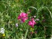 Fabaceae - hrachor hlíznatý (Lathyrus tuberosus), Pouzdřany, VII.