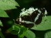 Hmyz (motýli) - bělopásek dvouřadý (Limenitis camilla), Srbsko, VII.