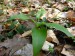 Alliaceae - česnek medvědí (Alium ursinum), Polánka, IV.