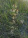 Asteraceae - pupava obecná (Carlina vulgaris), Bzenec, VIII.