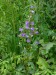 Campanulaceae - zvonek sibiřský latnatý (Campanula sibirica ssp. paniculata), Alexovice, VII.