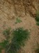 NP2 - Vegetace pískovny - např. pumpava rozpuková, violka rolní, locika kompasová