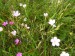 NP16 - Různobarevný Dianthus deltoides