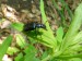 Hmyz (brouci) - roháček (Platycerus caraboides), Srbsko, V.