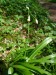 Alliaceae - česnek podivný (Allium paradoxum), Srbsko, IV.