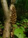 Orchidaceae - hlístník hnízdák (Neottia nidus - avis) , Bubovice, V.