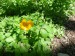 Ranunculaceae - pryskyřník kosmatý (Ranunculus lanuginosus), Srbsko, IV.