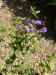 Campanulaceae - zvonek kopřivolistý (Campanula trachelium), Roztoky u křivoklátu, VII.