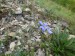 Linaceae - len rakouský (Linum austriacum), Bubovice, V.