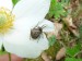 Členovci (pavoukovci) - křižák dvouhrbý (Gibbaranea bituberculata) samice, Srbsko, V.