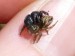 Členovci (pavoukovci) - skákavka černá (Evarcha arcuata) samec a samice, Rájov, VI. (1)