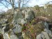 VK6 - Jovibarby obrůstají každou skalní  terásku